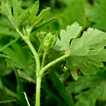 Modiola caroliniana, Carolina Bristlemallow